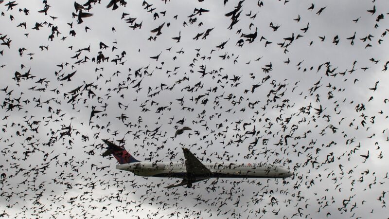 Bird strike: NCAA commends Aero Contractor’s pilot for returning to base