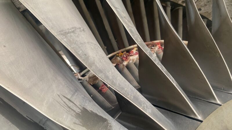 Fresh Bird Strike Grounds Second Aircraft in 24 Hours, Disrupting United Nigeria Airlines Flights