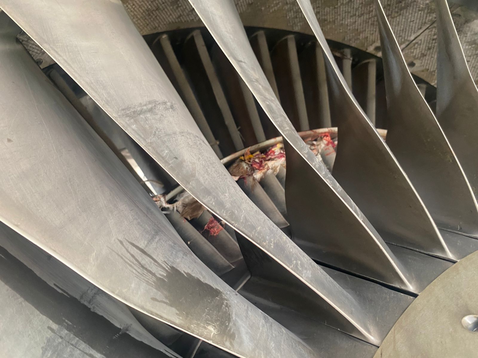 Fresh Bird Strike Grounds Second Aircraft in 24 Hours, Disrupting United Nigeria Airlines Flights