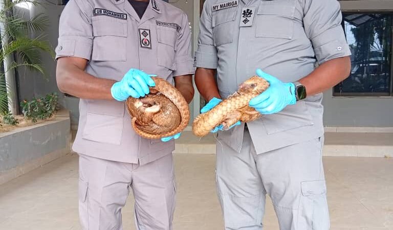 Customs Foils Wildlife Trafficking Attempt, Intercepts Live Pangolins in Kano–Jigawa Corridor