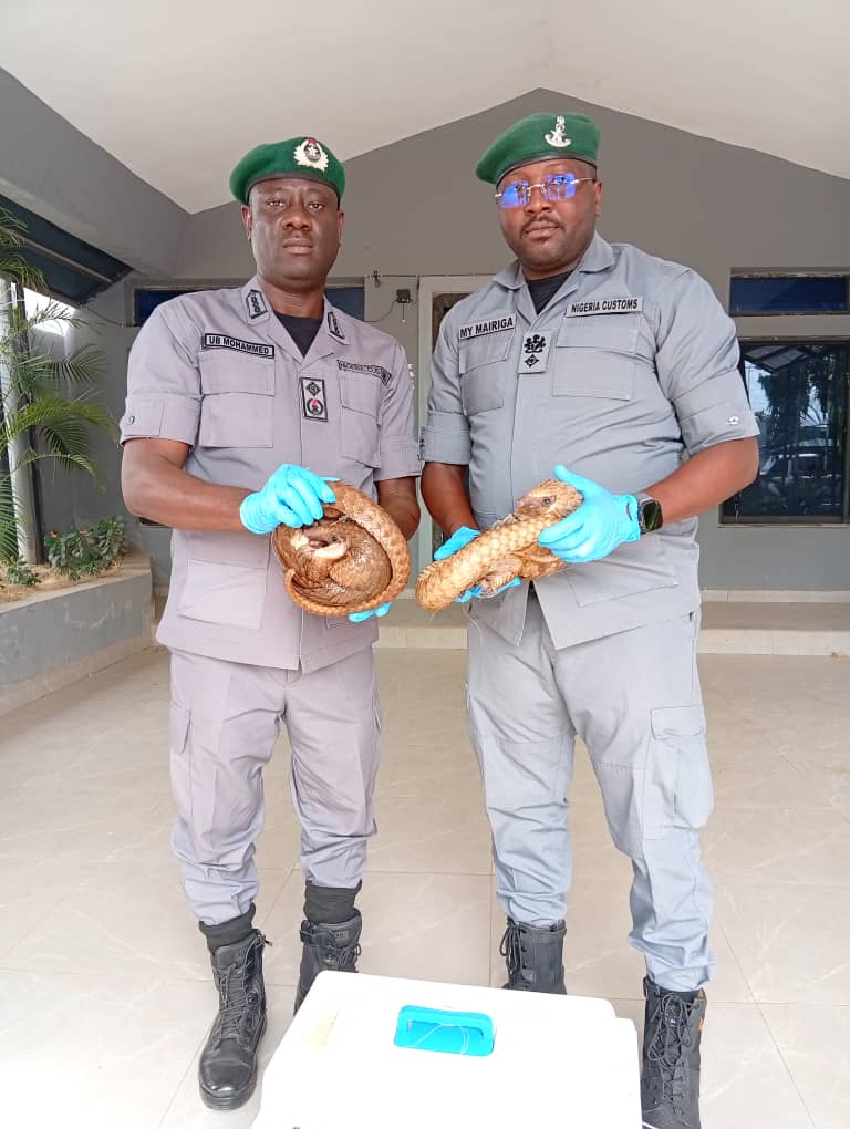 Customs Foils Wildlife Trafficking Attempt, Intercepts Live Pangolins in Kano–Jigawa Corridor