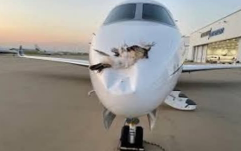 Bird Strike Forces Grounding of Air Peace Aircraft at Osubi Airport, Warri-Lagos Flight Cancelled